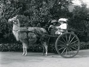 Trois visiteurs, dont deux jeunes filles, dans une charrette tirée par un lama, Zoo de Londres, vers 1912